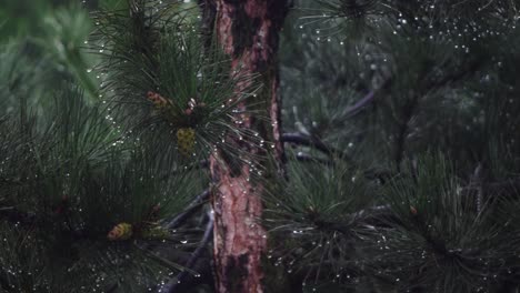 rain drops from coniferous leaves on a cloudy and rainy day