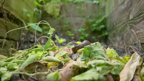 Un-Montón-De-Compost-Rústico