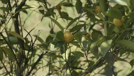 Yellow-lemons-in-a-tree-being-moved-by-the-wind,-background