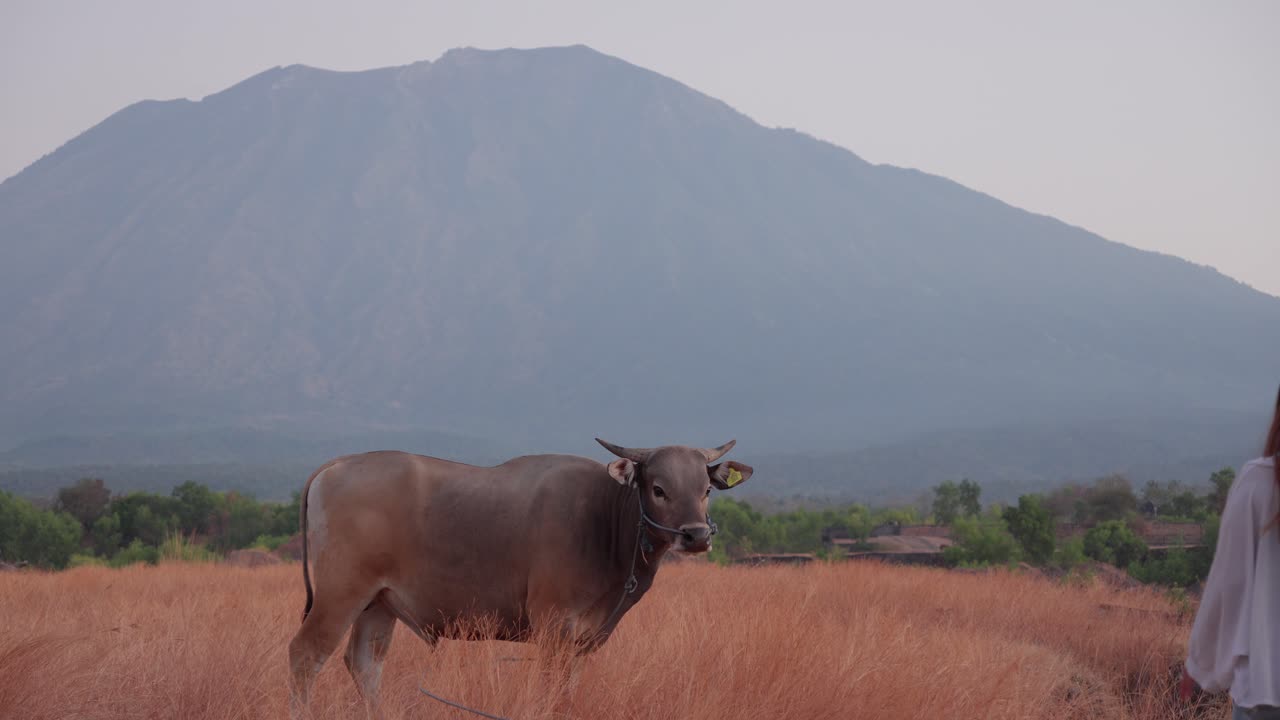 인도네시아 발리 (bali) 의 티아나르 사바나 (tianyar savanna) 에서 산을 배경으로 한 소 근처에서 고 있는 여성