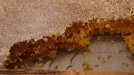 close-up detail of a fresh honeycomb