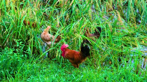 a rooster or chicken eating paddy rice in a flooded field in bangladesh, showcasing rural life