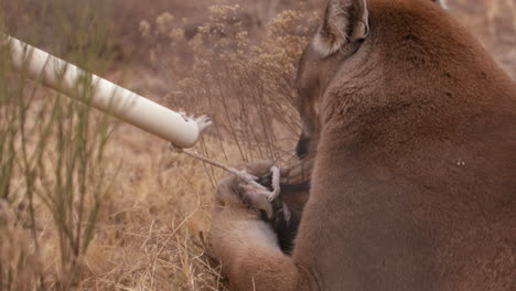 mountain lion holding on to trainers toy as they clean enclouser - close up on toy