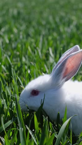 small white rabbit closeup on young green grass