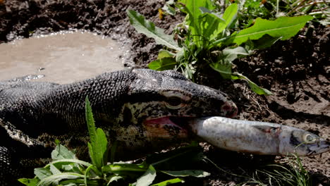 asian water monitor eating a fish close up in the dirt