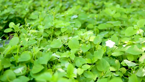 vibrant green leaves gently sway in a soft breeze, under bright natural lighting, creating a serene and peaceful atmosphere
