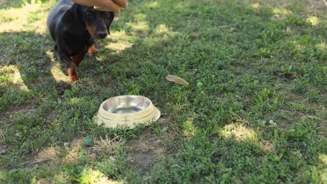 black dachshund eating food on the grassland on a sunny day