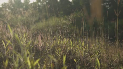 vibrant natural green landscape illuminated by the morning sun, as the tall overgrown blades of grass sways back and forth from a light breeze, panjim, goa, india