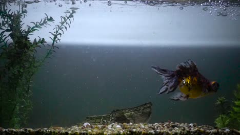 Turtle swimming from the left to the right in aquarium.
