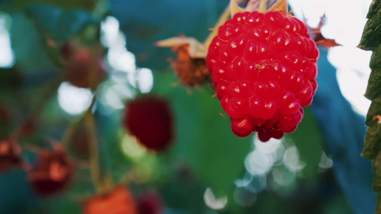 Close up of a vibrant red raspberry in natural sunlight with a blurred background