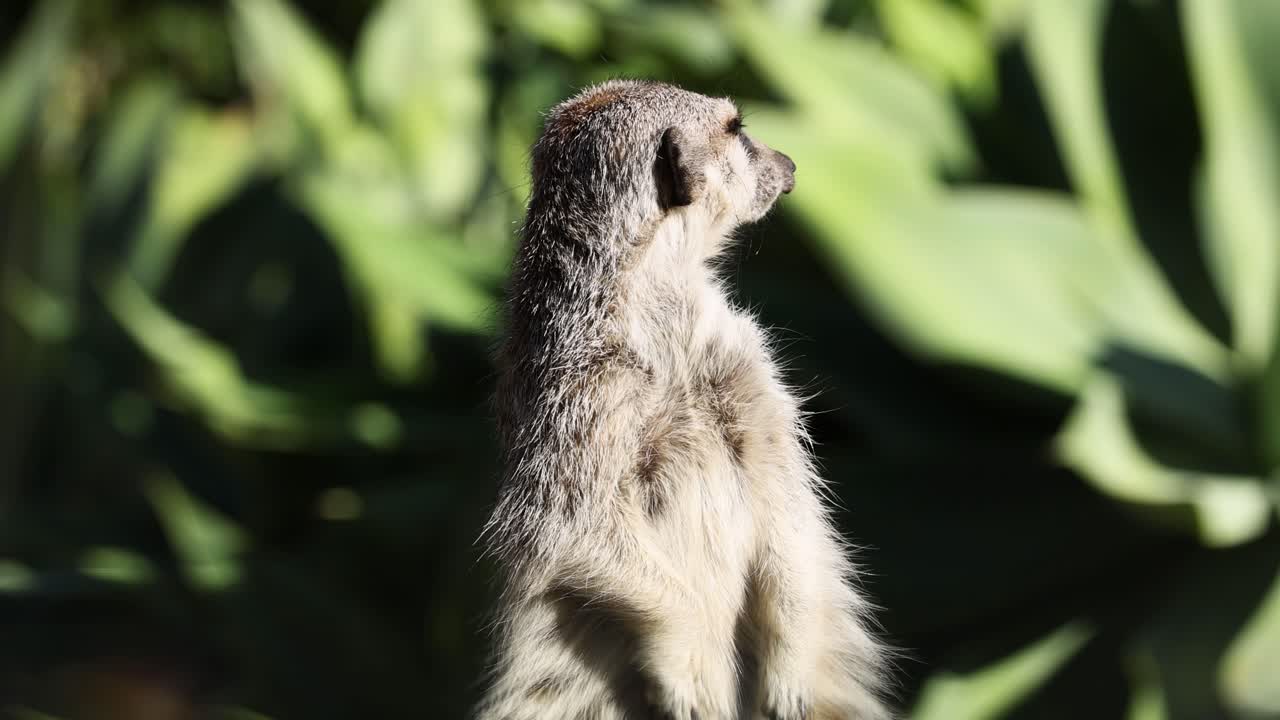 la suricata está alerta, observando el entorno.