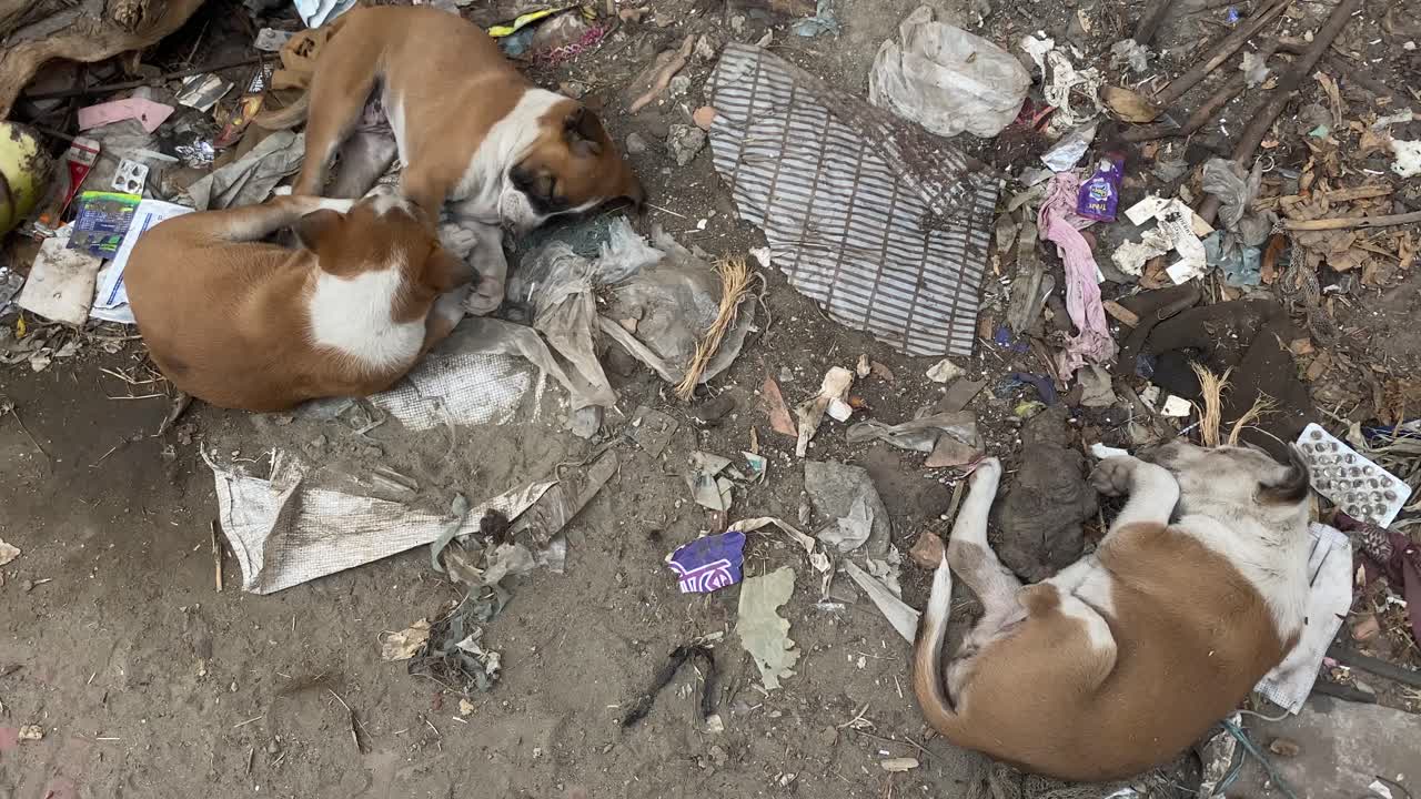 더러운 쓰레기 처리장에서 자고 있는 귀여운 배고픈 거리 개 강아지