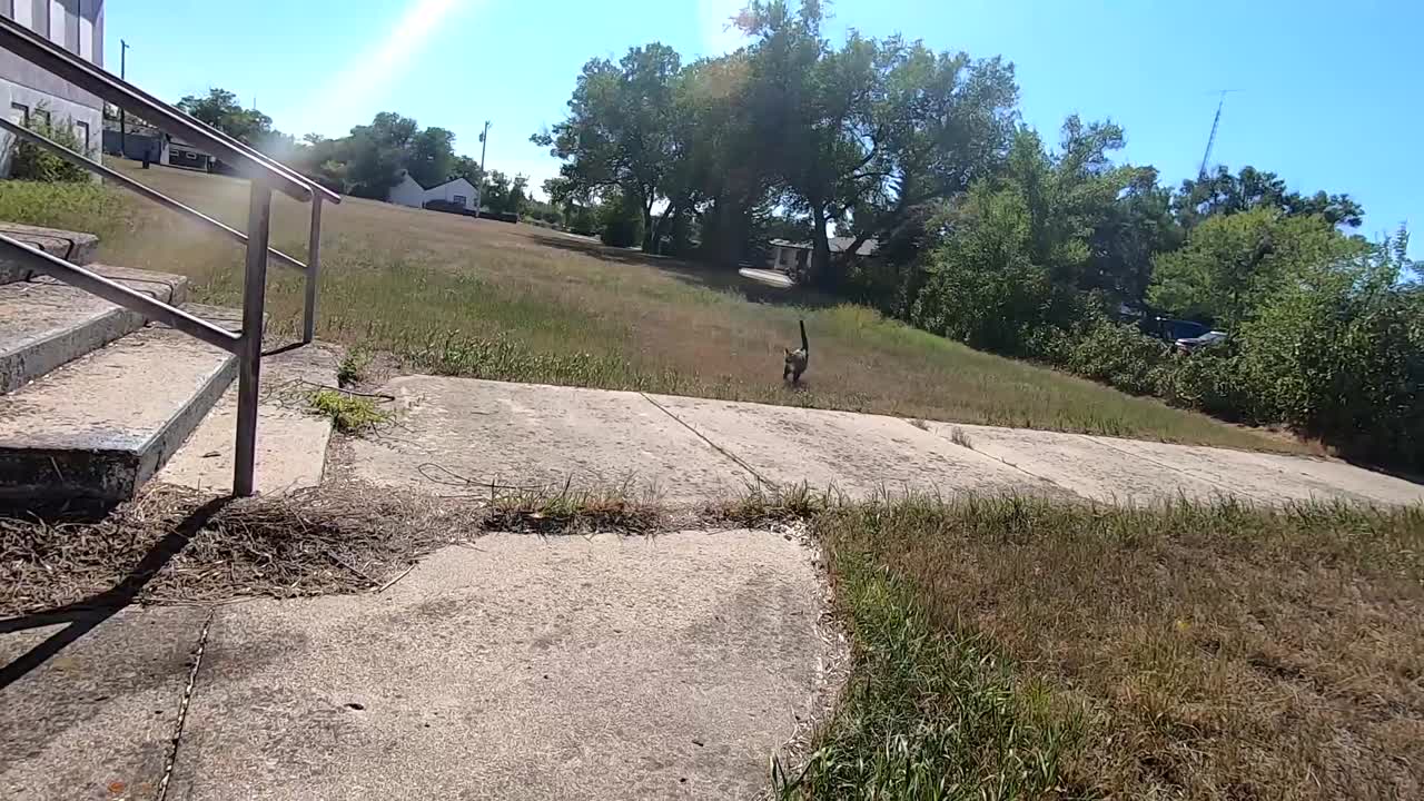 pequeño gatito corriendo por la hierba en un parque en un día soleado