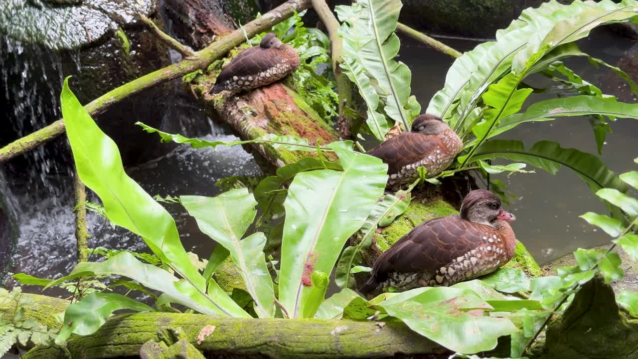 熱帯のジャングルで、滝の近くの青々としたシダ植物の上で、斑点のあるリュウキュウガモが静かに休んでいます。