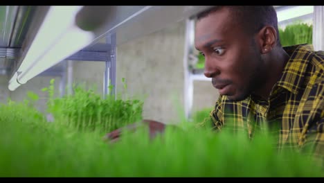 man inspecting microgreens in vertical farm