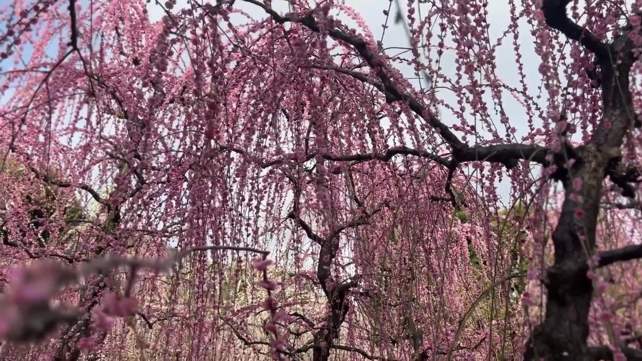 Fiori di prugno in piena fioritura