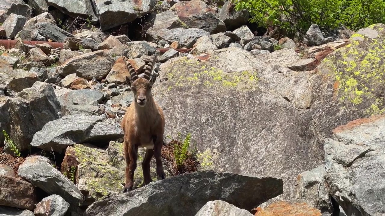 Íbex-alpino em encosta rochosa de montanha