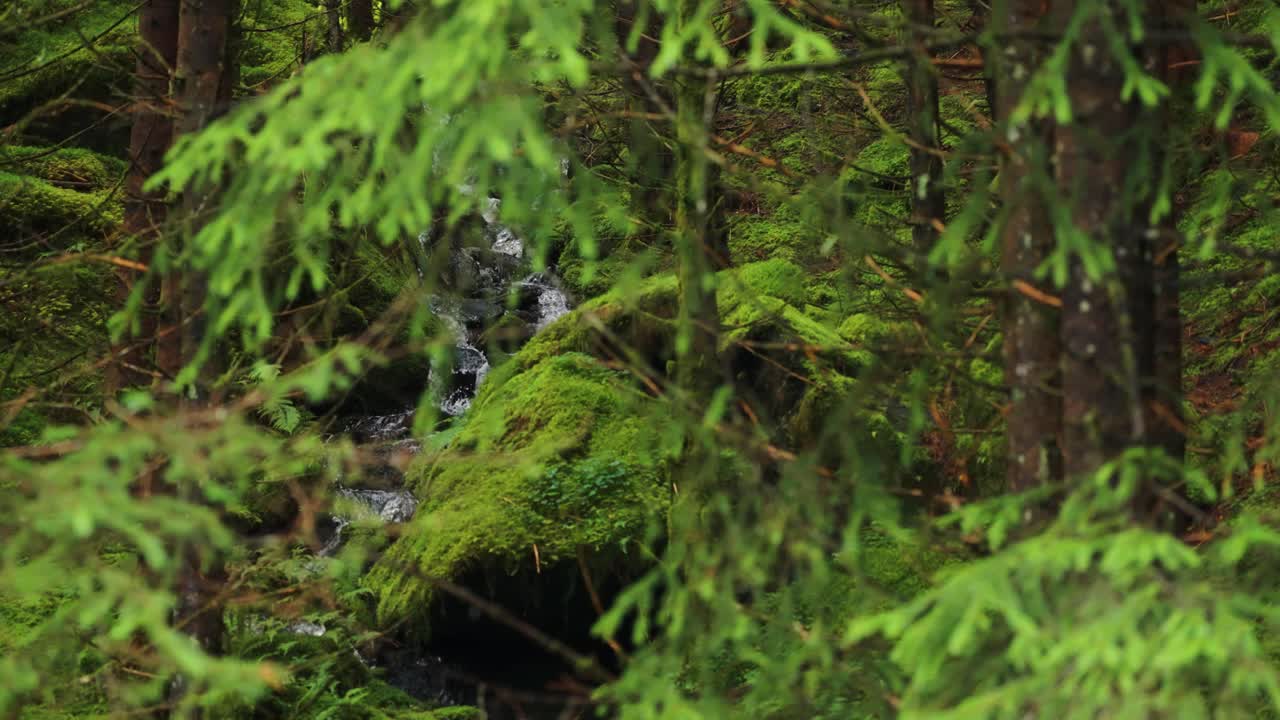 Et lille vandfald er gemt bag fyrretræerne i den frodige sommerkov.