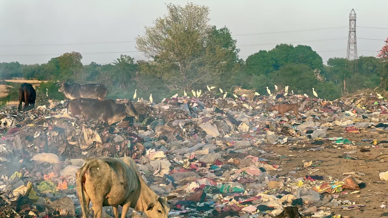 A group of cows eating garbage and it can be fatal becase harmful substances can contaminate the rumen and cause digestive upset, leading to symptoms like diarrhea or even death.