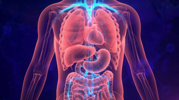 3D animation of a full-body anatomy model highlighting brain, lungs and digestive organs