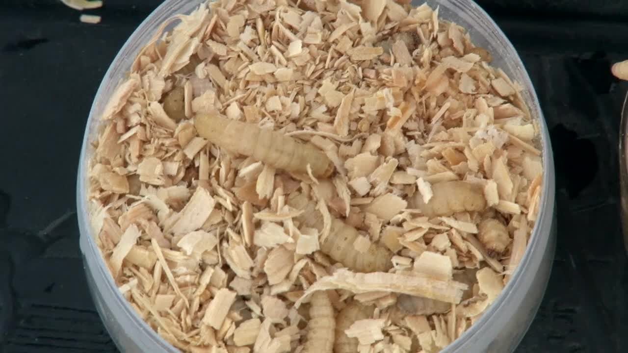 cebo vivo en un recipiente con aserrín