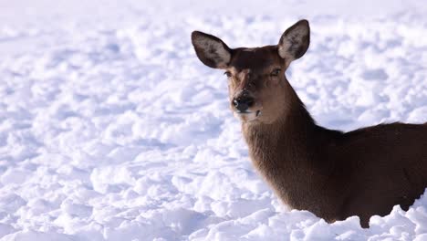 Elchweibchen,-Das-Im-Schnee-Liegt,-Schaut-Im-Slomo-In-Die-Kamera