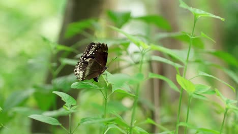 Schmetterling-Auf-Dem-Ast-Im-Naturgarten