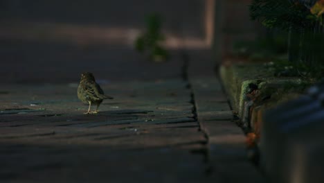 sparrow birds in the street walking around, urban environment, shot in 1000fps super slowmotion