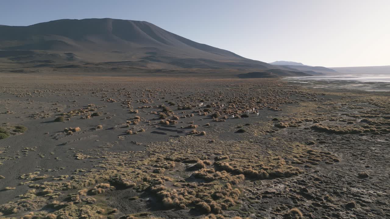drone aéreo volar sobre laguna colorada bolivia alpacas altiplano animales salvajes paisaje en américa del sur destino de viaje