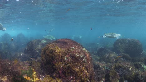 groups of green sea turtles swimming in shallow waters over a reef system moving with the ocean waves