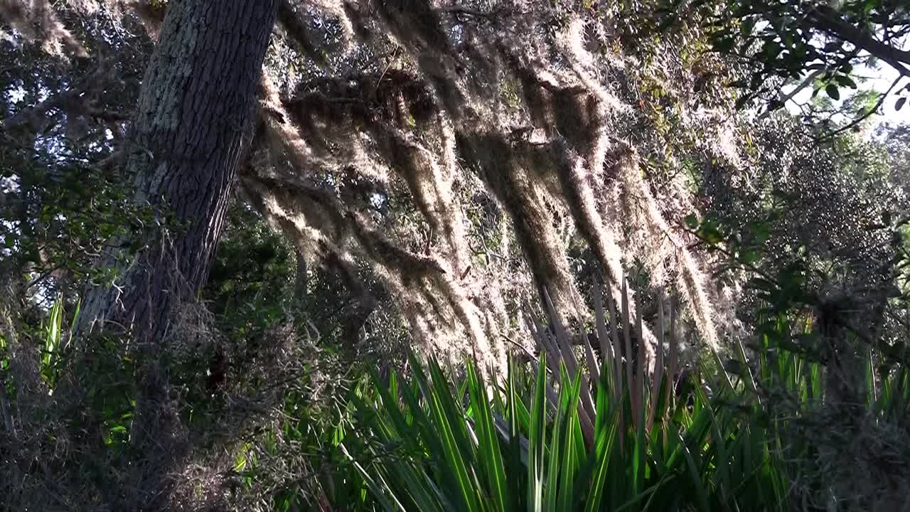 스페인 이끼는 미국 남부의 나무에 매달려 있습니다.