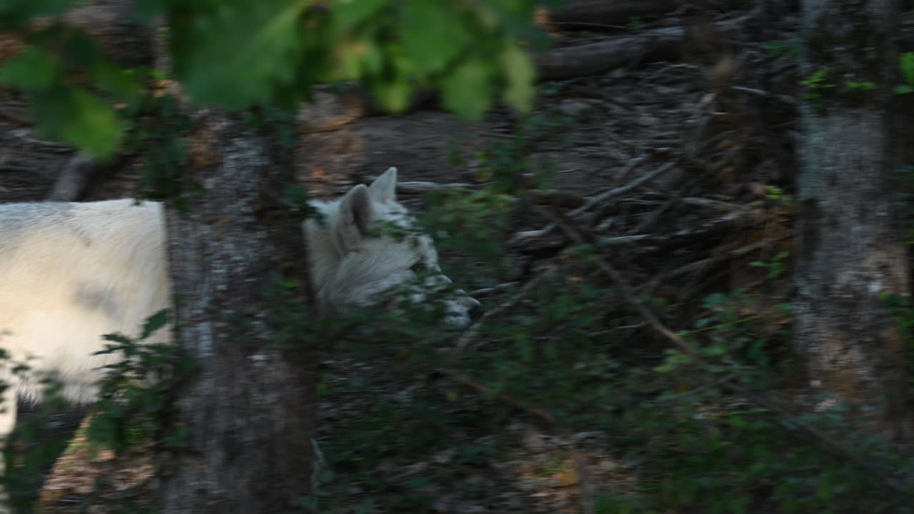 un lobo polar camina en un bosque del parque zoológico durante un amanecer