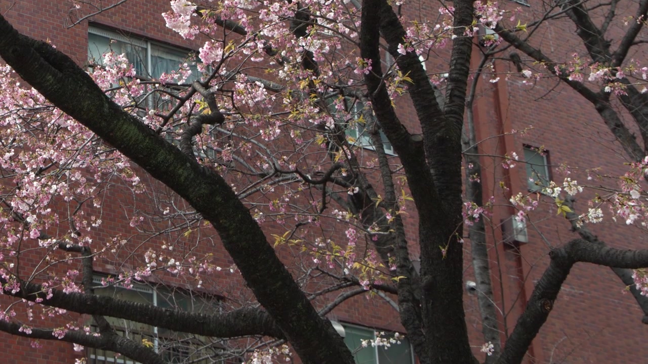 Fiori di sakura rosa sbocciano su rami scuri davanti a un edificio residenziale in mattoni rossi a Tokyo