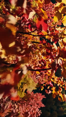 autumn leaves in the night