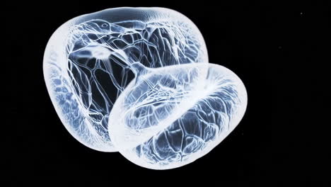 glowing jellyfish
