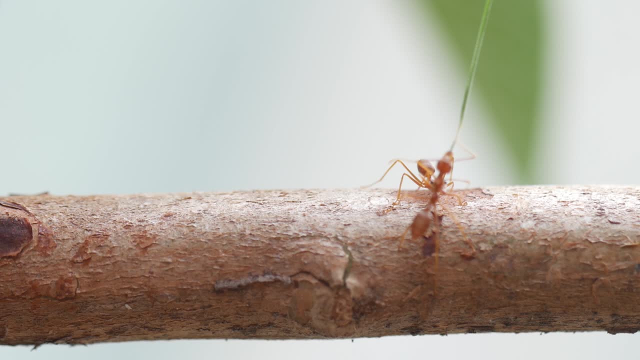 hormigas rojas caminando sobre el tronco de un árbol con fondo de naturaleza verde borroso