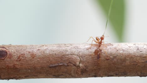 Rote-Ameisen-Laufen-Auf-Baumstamm-Mit-Verschwommenem-Grünem-Naturhintergrund