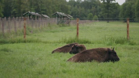 european calf bison lays down in green conservation