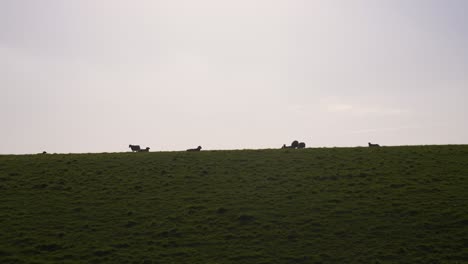 sheep at sunset on top of countryside hills