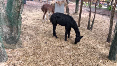 a pair of alpacas colored black and brown peacefully grazing on the ground with hays in a fenced shelter