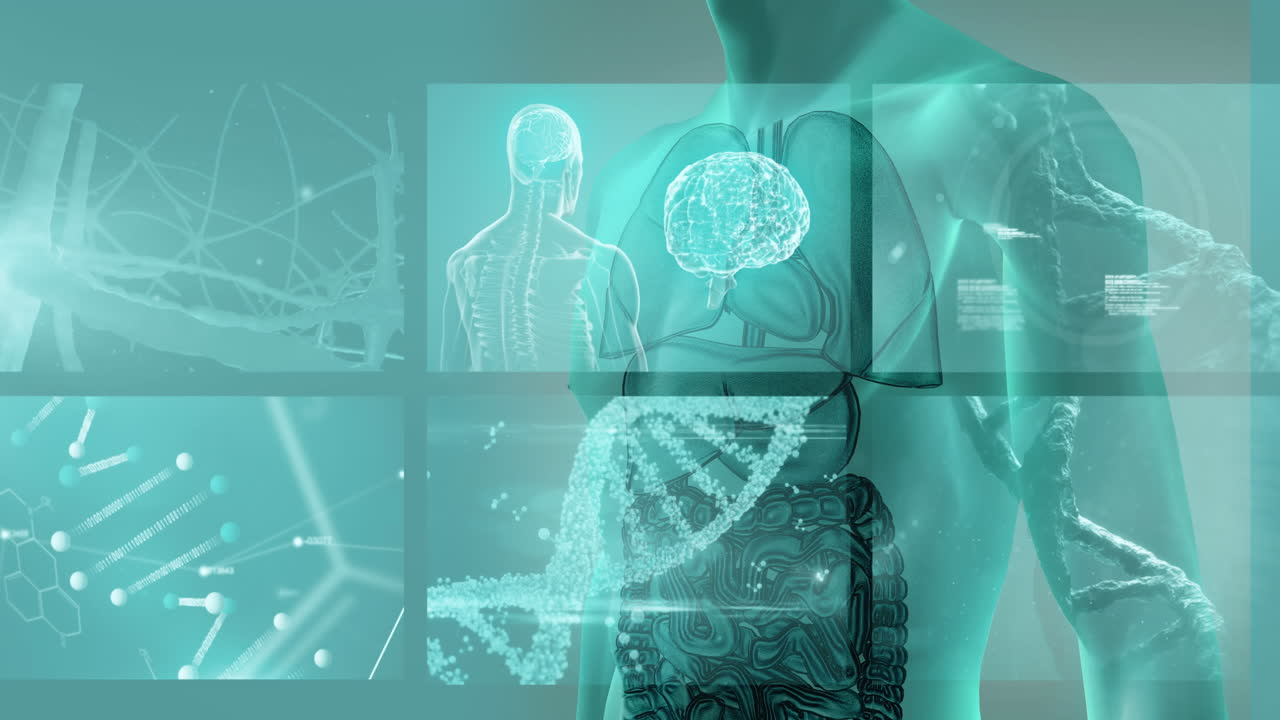 人体モデル上の画面でのデータ処理のアニメーション