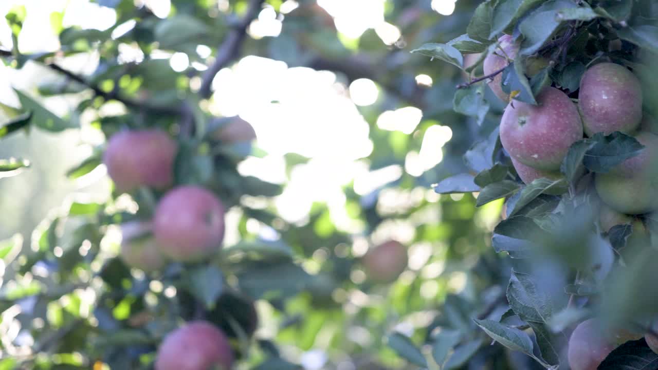 Apples on a Tree in Sunlight