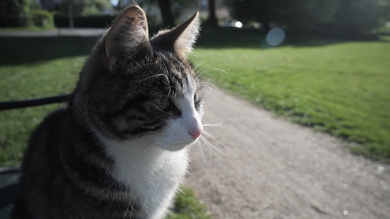 Cute, tabby cat sitting on bench in park on sunny day, head shot