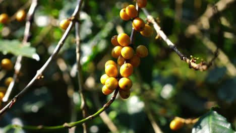 fresh coffee beans on tree