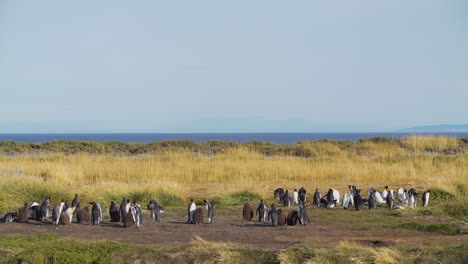 penguins in a large field