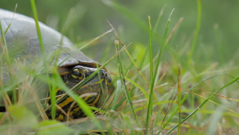 4k close up of a turtle emerging from its shell