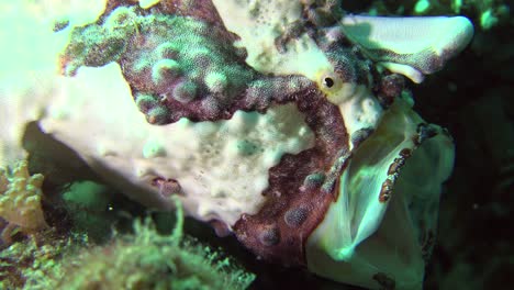 red and white warty frogfish opening mouth white like yawning