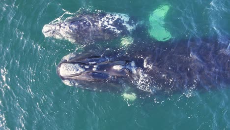 la ballena derecha madre pulveriza agua del agujero de soplo mientras su cría nada a su lado