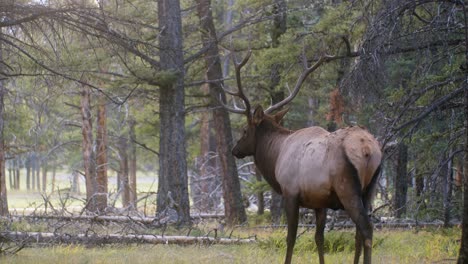 Alce-Toro-Babeando-En-El-Bosque