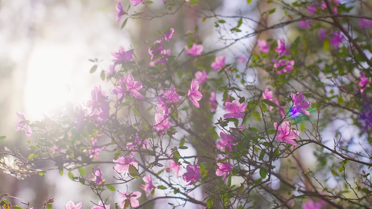 Sunlight filters through pink blossoms on a tree branch. Flowers glow softly as light dances around petals. This peaceful scene captures spring's quiet beauty. Perfect for backgrounds, travel